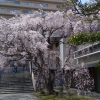 普門寺(広島市中区)の桜