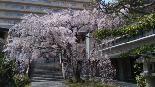 普門寺（広島市中区）の桜
