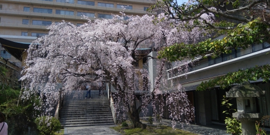 普門寺（広島市中区）の桜