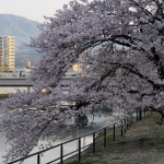 広電電車と桜