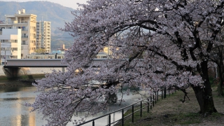 広電電車と桜