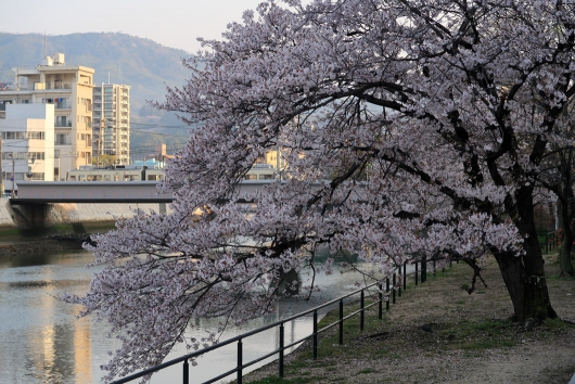 広電電車と桜