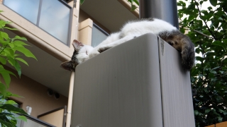 涼しいところをみつける ねこ