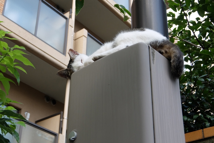 涼しいところをみつける ねこ