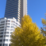 平和大橋たもとの銀杏