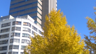 平和大橋たもとの銀杏