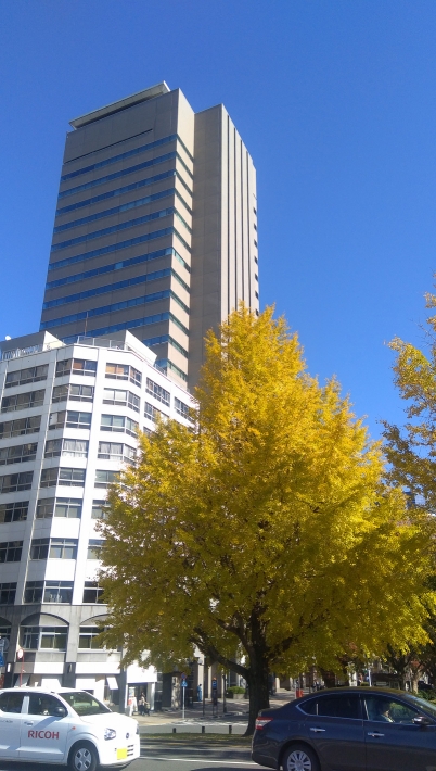 平和大橋たもとの銀杏