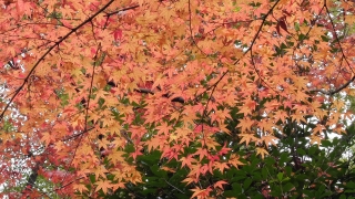 平和大通り沿いの残り少ない紅葉