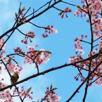 散歩で出かけた公園の桜とメジロ