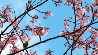 散歩で出かけた公園の桜とメジロ