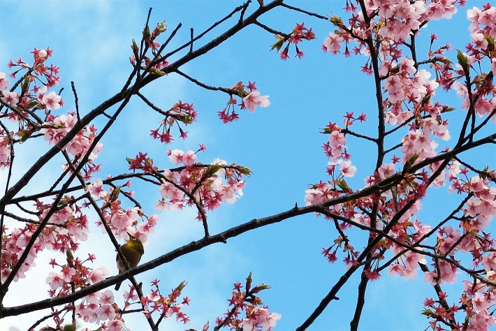 散歩で出かけた公園の桜とメジロ