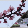 広島トヨペット近くの"桜"？