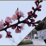 広島トヨペット近くの"桜"？