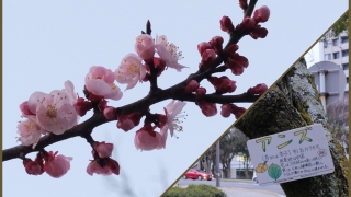 広島トヨペット近くの"桜"？