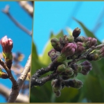 近所の桜 蕾が膨らんできた