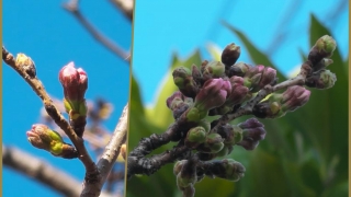 近所の桜 蕾が膨らんできた