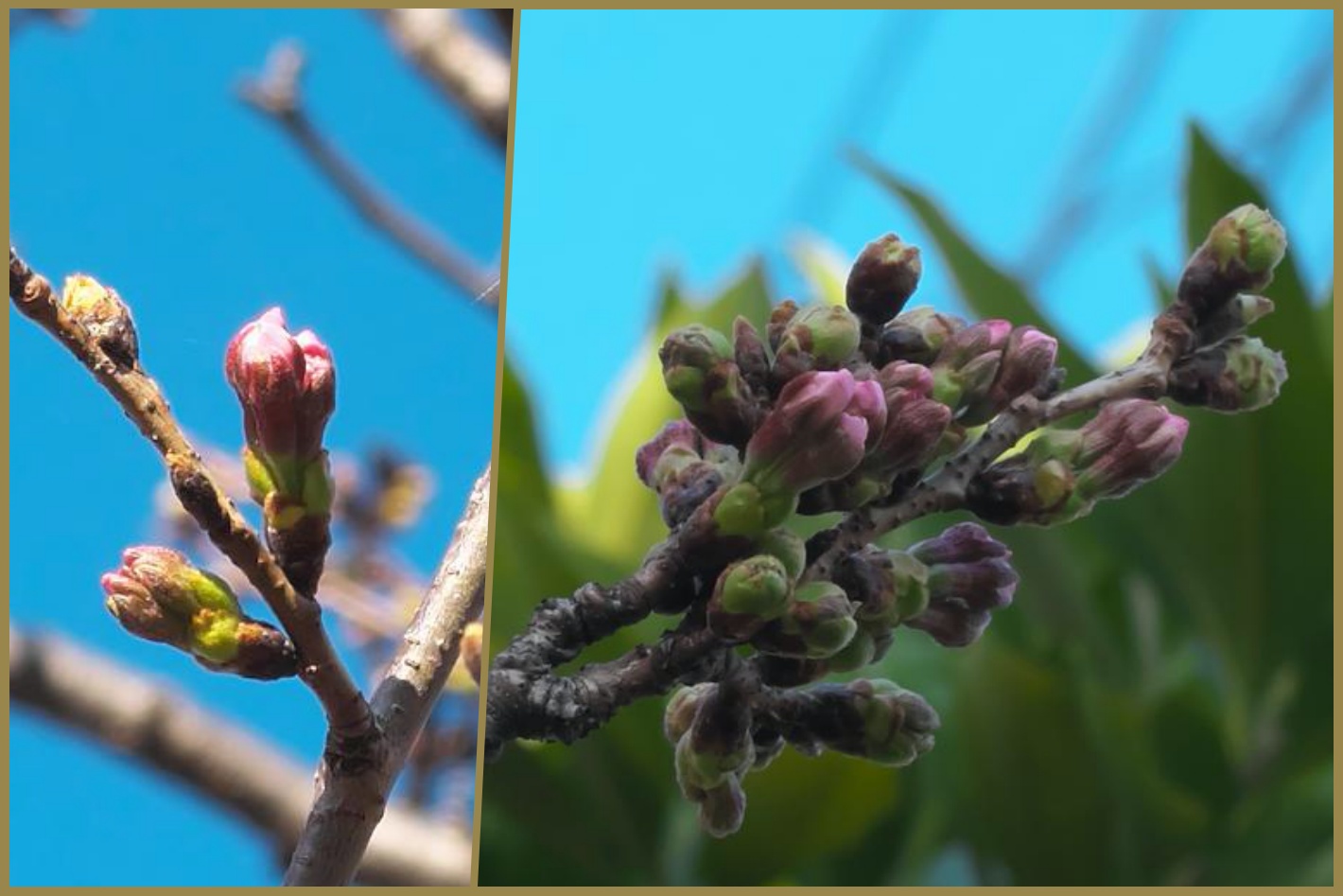 近所の桜 蕾が膨らんできた