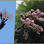 近所の桜 花を咲かせました