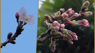 近所の桜 花を咲かせました