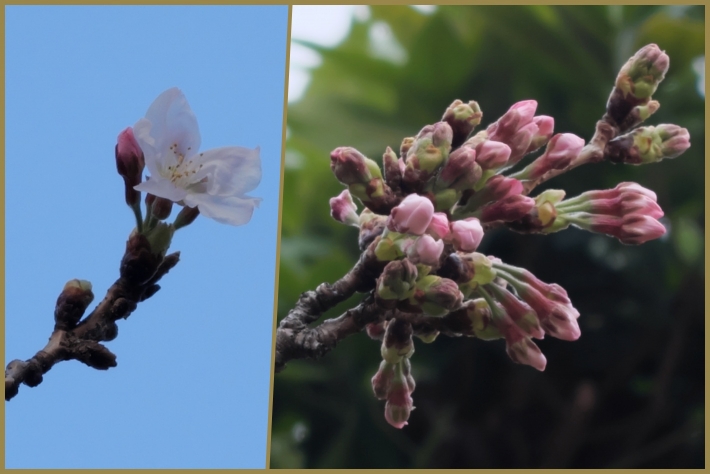 近所の桜 花を咲かせました