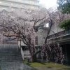 普門寺の枝垂れ桜(2020年)