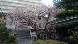 普門寺の枝垂れ桜（2020年）