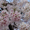 白い桜、ピンクな桜