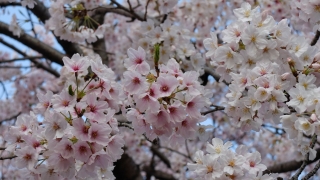 白い桜、ピンクな桜