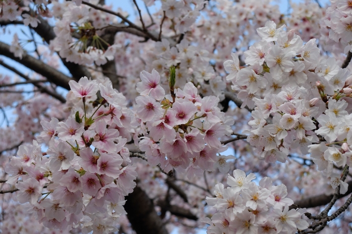 白い桜 ピンクな桜 おじさんはのんびりと