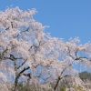 湯の山温泉の枝垂れ桜