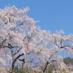 湯の山温泉の枝垂れ桜