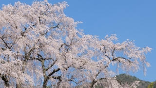 湯の山温泉の枝垂れ桜