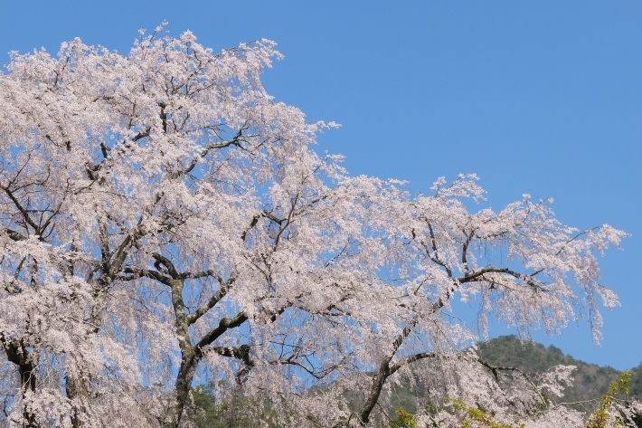 湯の山温泉の枝垂れ桜