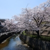 矢野駅近くの桜 2020年