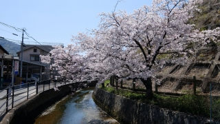 矢野駅近くの桜 2020年