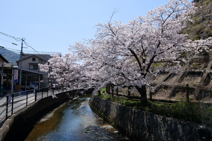 矢野駅近くの桜 2020年