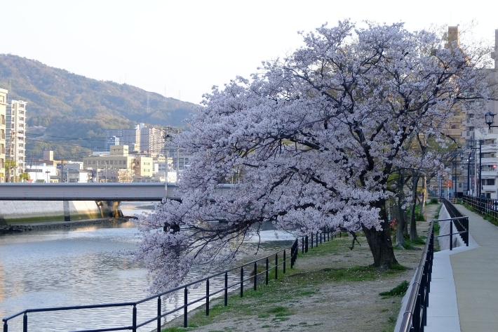 川沿いの桜