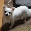 私を見る「もか」
