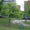 緑地公園の木、ナニカあります