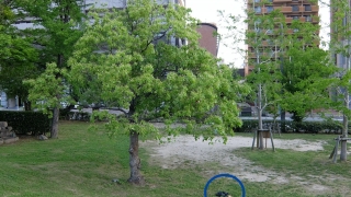 緑地公園の木、ナニカあります