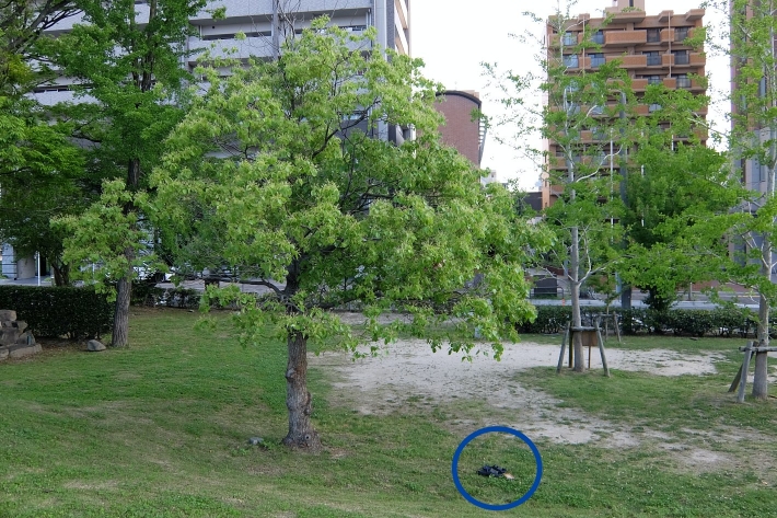 緑地公園の木、ナニカあります