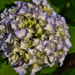 エントランスの紫陽花