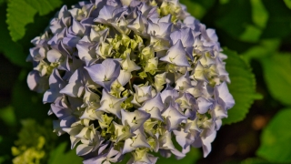 エントランスの紫陽花