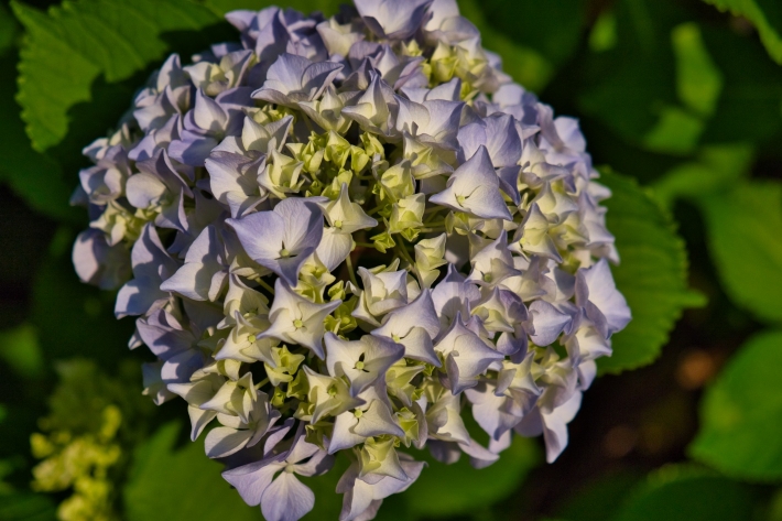 エントランスの紫陽花