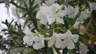 広島市の花 キョウチクトウ