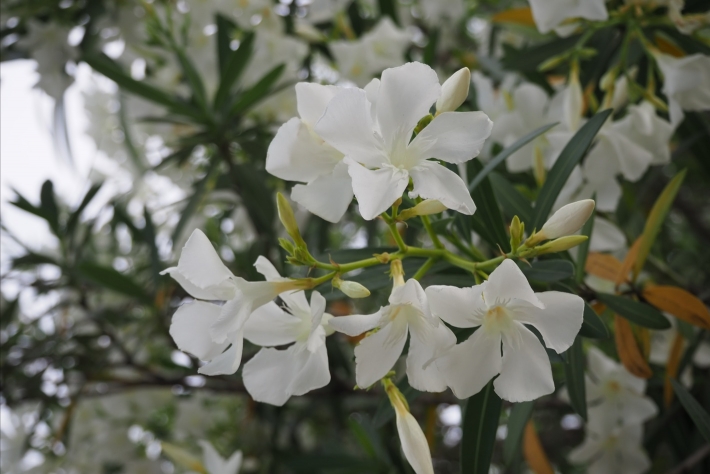 広島市の花 キョウチクトウ