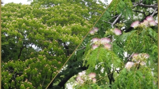 たくさんの花を咲かせた合歓の木