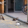 集会が終わった(?)猫さんたち
