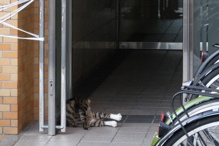 毛繕いをする猫さん