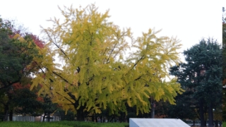 平和記念公園の銀杏